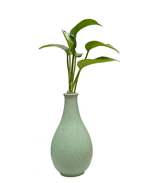 img-plant